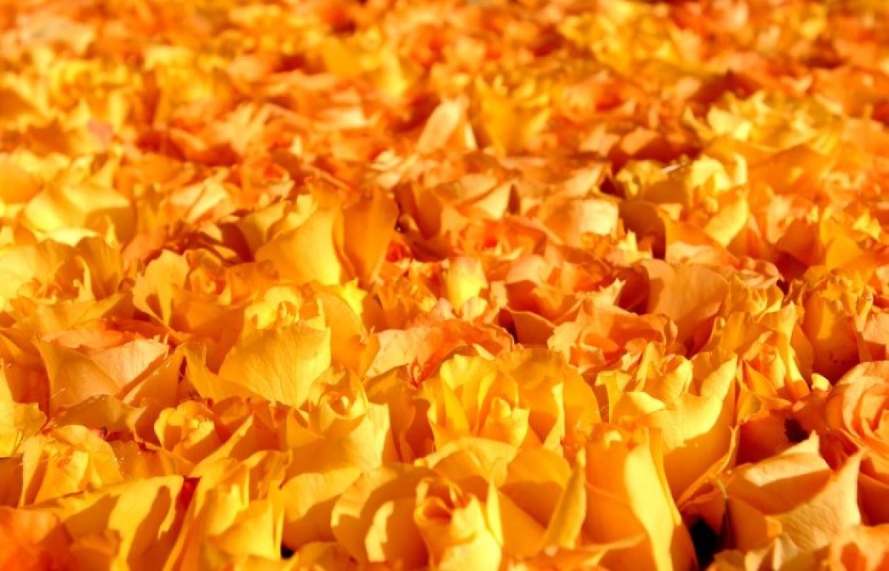Image from Wedding Celebration in Marrakech